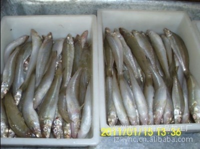 崔華榮優(yōu)質(zhì)沙丁魚 冷凍粗加工水產(chǎn)品廠家直銷，盡享源頭好貨